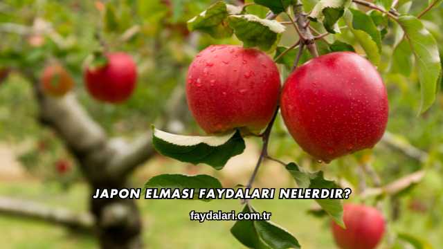 Japon Elması Faydaları Nelerdir?