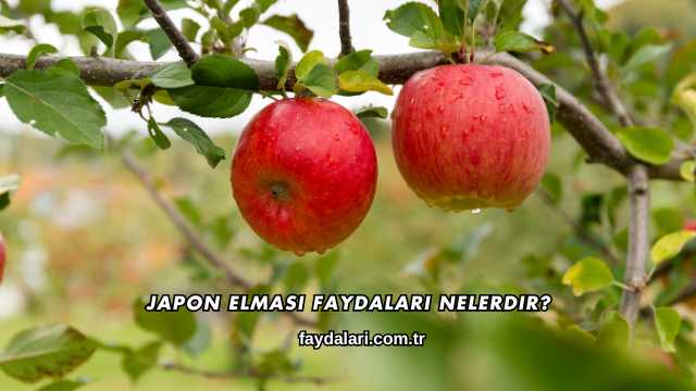 Japon Elması Faydaları Nelerdir?