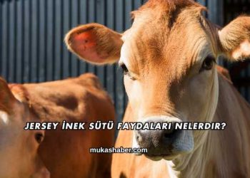 Jersey İnek Sütü Faydaları Nelerdir?