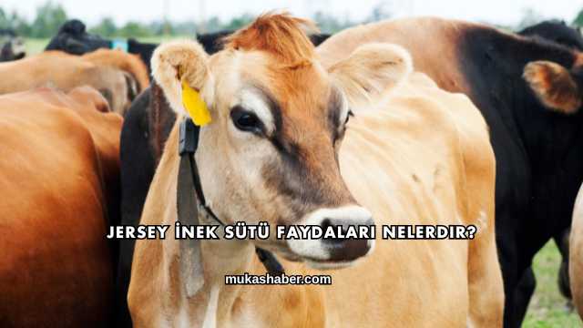 Jersey İnek Sütü Faydaları Nelerdir?