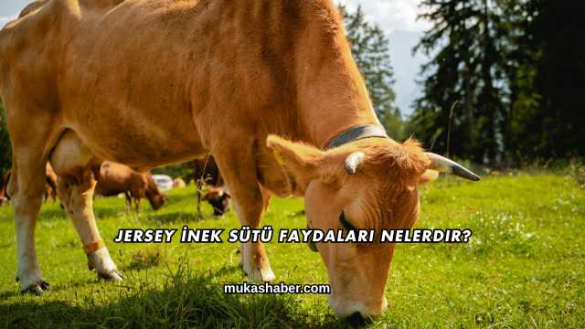 Jersey İnek Sütü Faydaları Nelerdir?