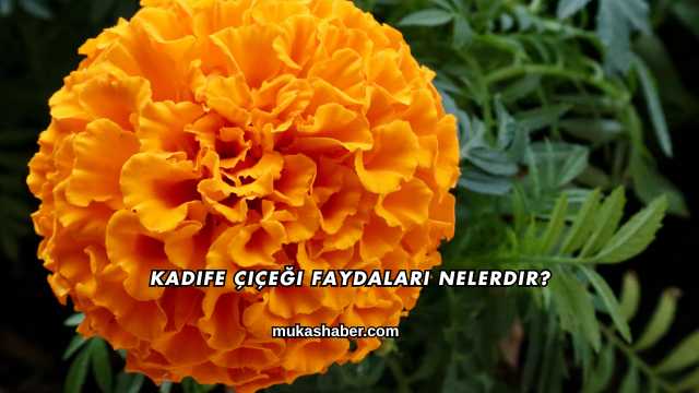 Kadife Çiçeği Faydaları Nelerdir?