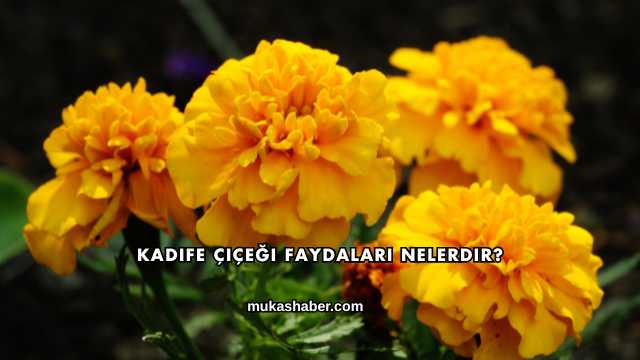 Kadife Çiçeği Faydaları Nelerdir?