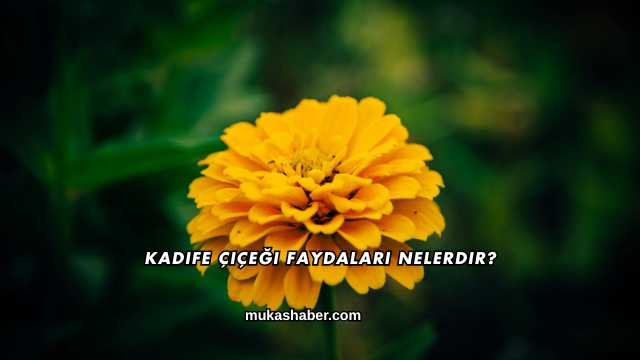 Kadife Çiçeği Faydaları Nelerdir?