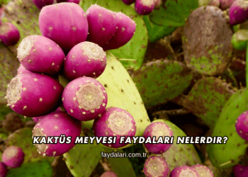 Kaktüs Meyvesi Faydaları Nelerdir?