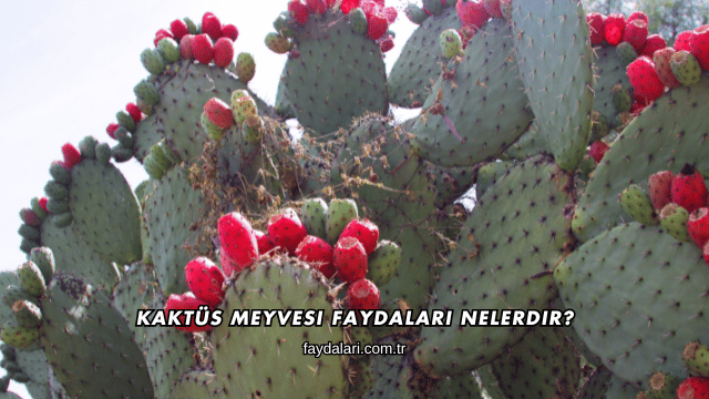 Kaktüs Meyvesi Faydaları Nelerdir?