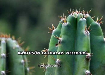 Kaktüsün Faydaları Nelerdir?