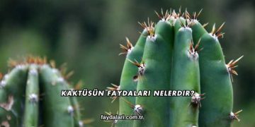 Kaktüsün Faydaları Nelerdir?