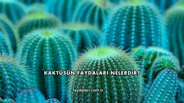 Kaktüsün Faydaları Nelerdir?