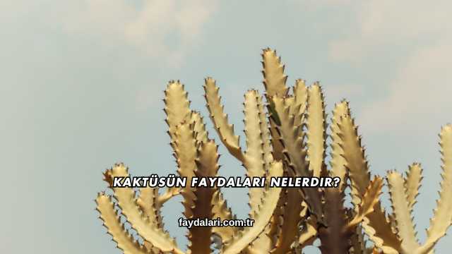 Kaktüsün Faydaları Nelerdir?