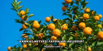 Kamkat Meyvesi Faydaları Nelerdir?