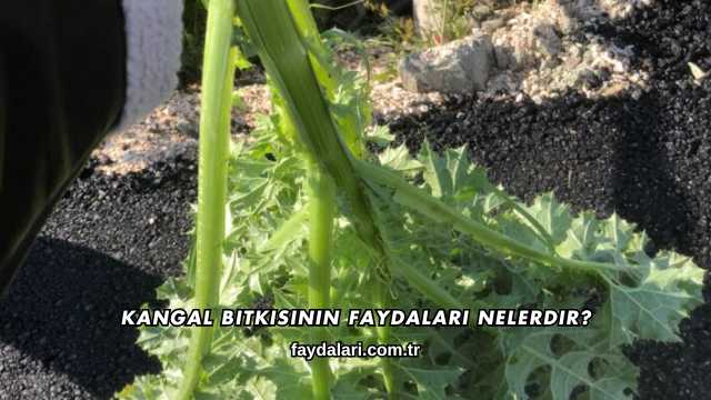 Kangal Bitkisinin Faydaları Nelerdir?
