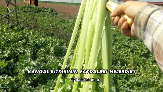 Kangal Bitkisinin Faydaları Nelerdir?