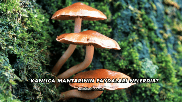 Kanlıca Mantarının Faydaları Nelerdir?