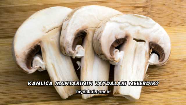 Kanlıca Mantarının Faydaları Nelerdir?