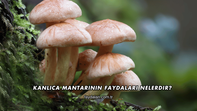 Kanlıca Mantarının Faydaları Nelerdir?