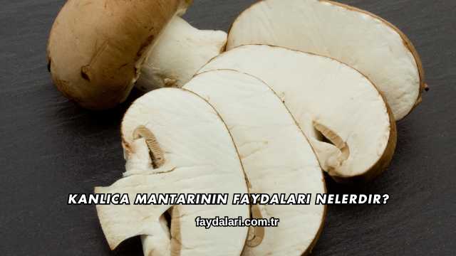 Kanlıca Mantarının Faydaları Nelerdir?