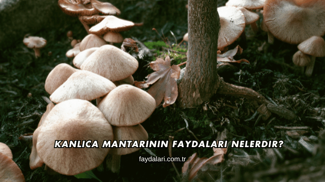 Kanlıca Mantarının Faydaları Nelerdir?