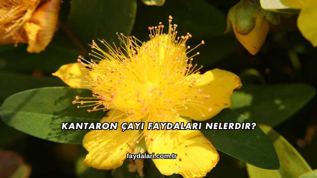 Kantaron Çayı Faydaları Nelerdir?