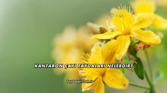 Kantaron Çayı Faydaları Nelerdir?