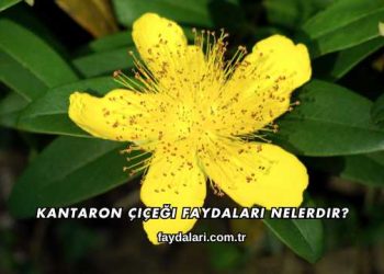 Kantaron Çiçeği Faydaları Nelerdir?