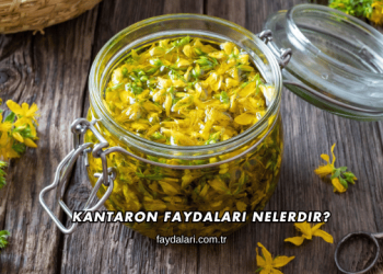 Kantaron Faydaları Nelerdir?