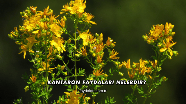 Kantaron Faydaları Nelerdir?