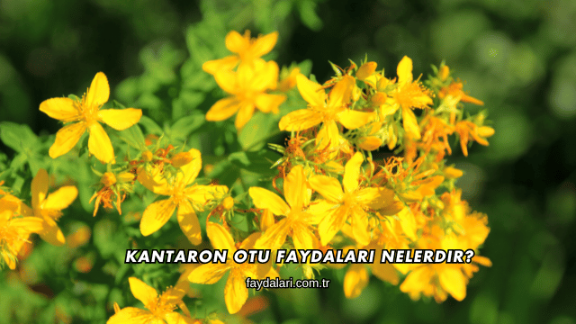 Kantaron Otu Faydaları Nelerdir?