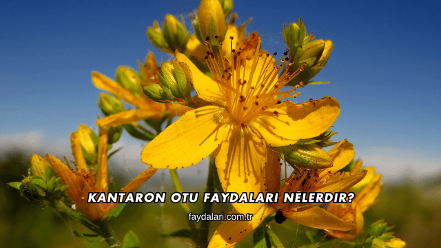 Kantaron Otu Faydaları Nelerdir?