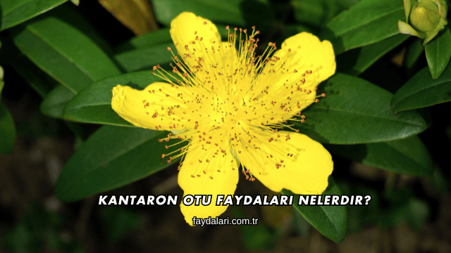 Kantaron Otu Faydaları Nelerdir?