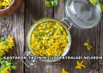 Kantaron Yağının Cilde Faydaları Nelerdir?