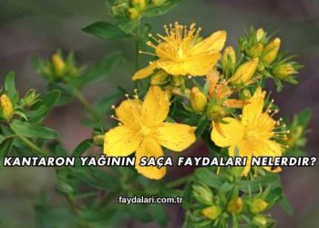 Kantaron Yağının Saça Faydaları Nelerdir?