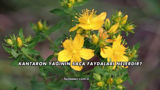 Kantaron Yağının Saça Faydaları Nelerdir?