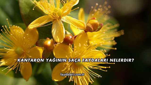 Kantaron Yağının Saça Faydaları Nelerdir?