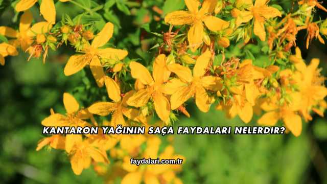 Kantaron Yağının Saça Faydaları Nelerdir?