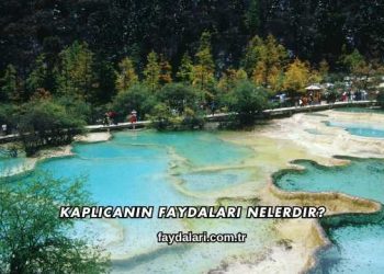 Kaplıcanın Faydaları Nelerdir?