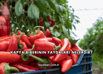 Kapya Biberinin Faydaları Nelerdir?