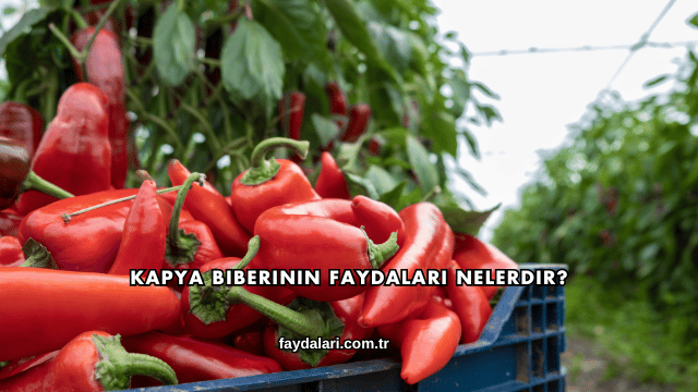 Kapya Biberinin Faydaları Nelerdir?