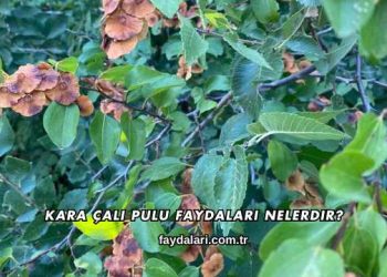 Kara Çalı Pulu Faydaları Nelerdir?