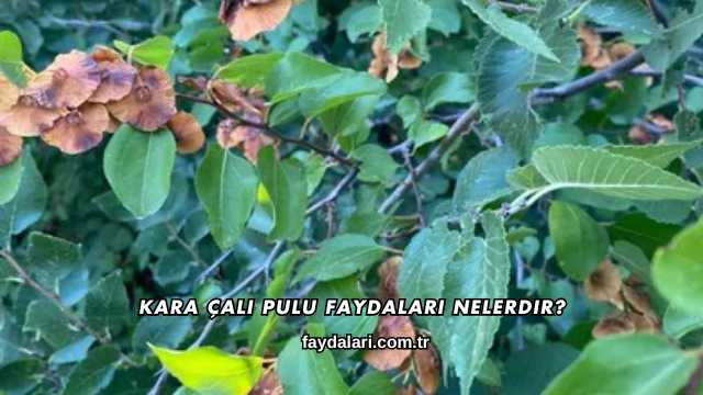 Kara Çalı Pulu Faydaları Nelerdir?