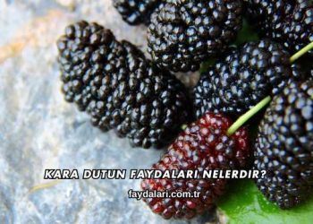 Kara Dutun Faydaları Nelerdir