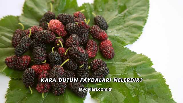Kara Dutun Faydaları Nelerdir