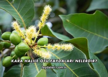 Kara Halile Otu Faydaları Nelerdir?