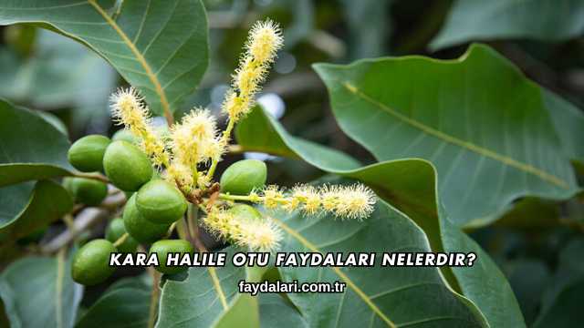 Kara Halile Otu Faydaları Nelerdir?