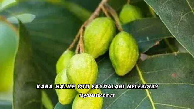 Kara Halile Otu Faydaları Nelerdir?