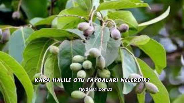 Kara Halile Otu Faydaları Nelerdir?