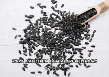 Kara Halilenin Faydaları Nelerdir?