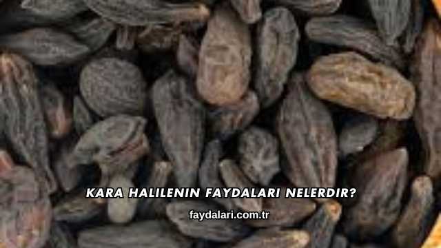 Kara Halilenin Faydaları Nelerdir?