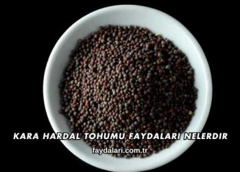 Kara Hardal Tohumu Faydaları Nelerdir