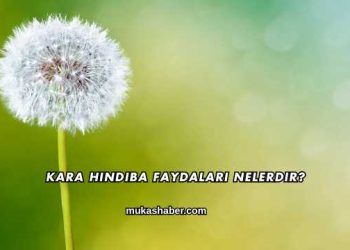 Kara Hindiba Faydaları Nelerdir?